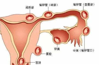 怀孕早期小腹隐隐作痛还放屁,怀孕早期小腹有拉扯的感觉是什么