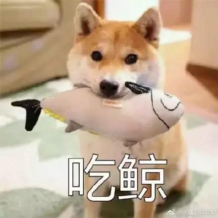宠物医院里面的狗狗都怎么样了,福懋动物医院狗一直掉毛正常吗