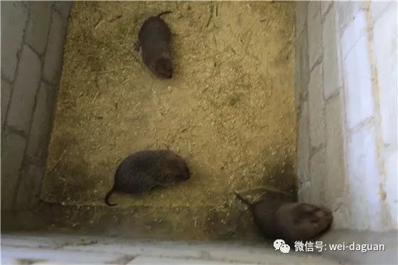 看致富经创业案例的都是什么傻子,看致富经后的想法