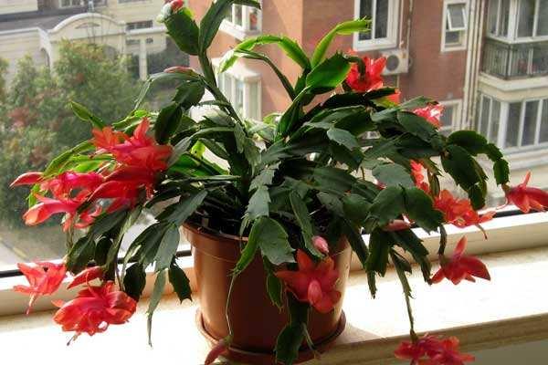 养花技巧小妙招什么花浇什么水,最容易爆盆的垂吊花卉