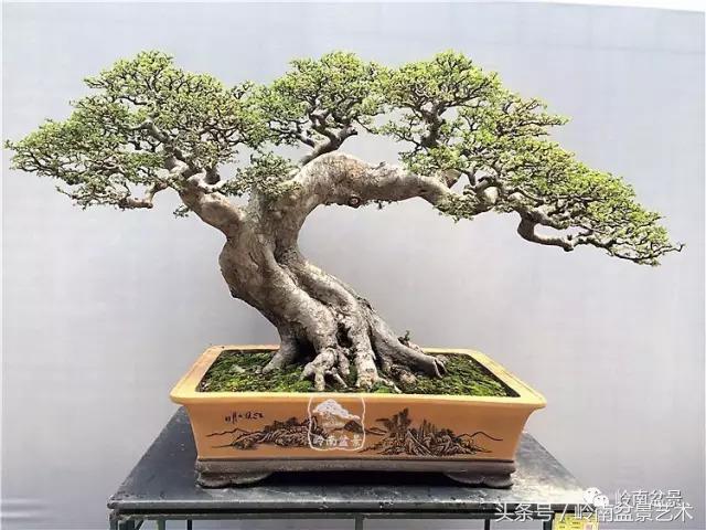 玩盆景穷三年,玩盆景就没空玩了