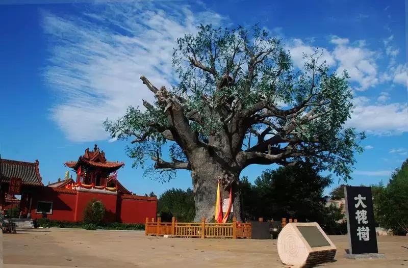 临汾旅游攻略之洪洞篇：魂牵梦绕是故乡