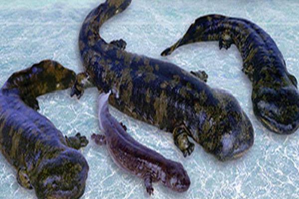 娃娃鱼的养殖注意事项,娃娃鱼养殖注意事项和禁忌