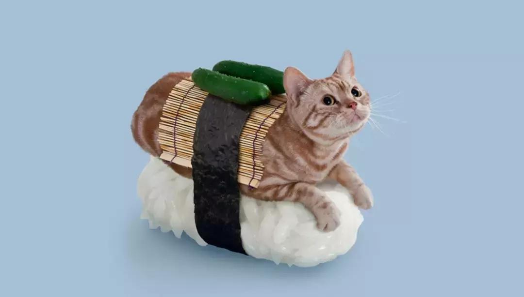 猫咪卧在盘子,猫咪卧在桌子上