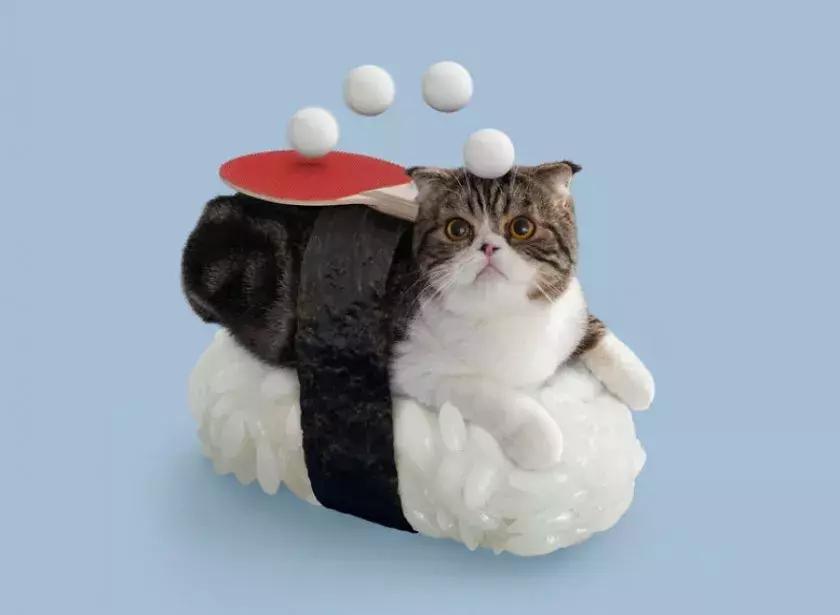 猫咪卧在盘子,猫咪卧在桌子上