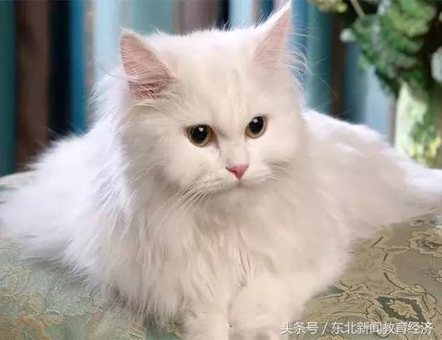 最可爱的猫咪是哪种品种,哪些品种的猫咪温顺又可爱