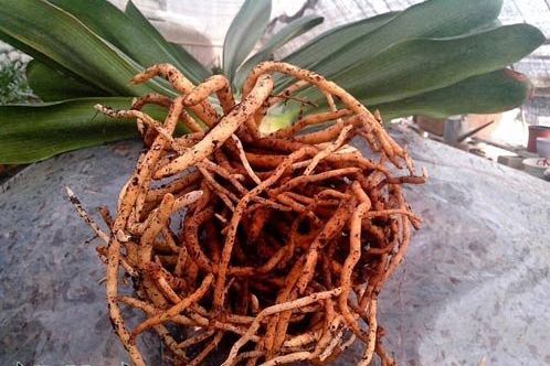 养花万能药片君子兰,君子兰最好的肥料开花快
