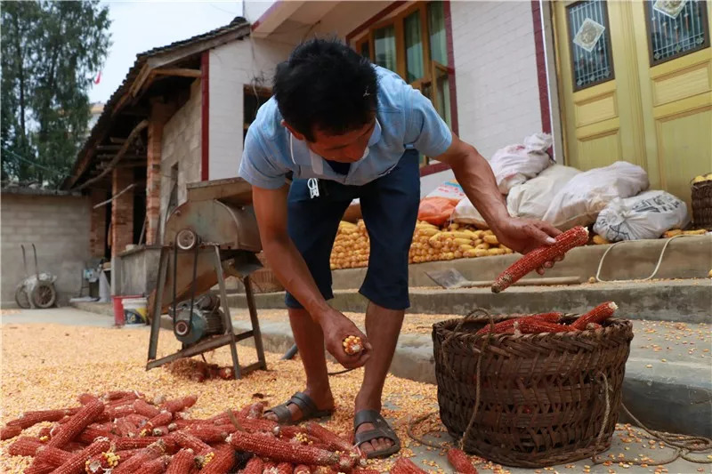 金竹最近发生什么事,金竹死了怎么救活