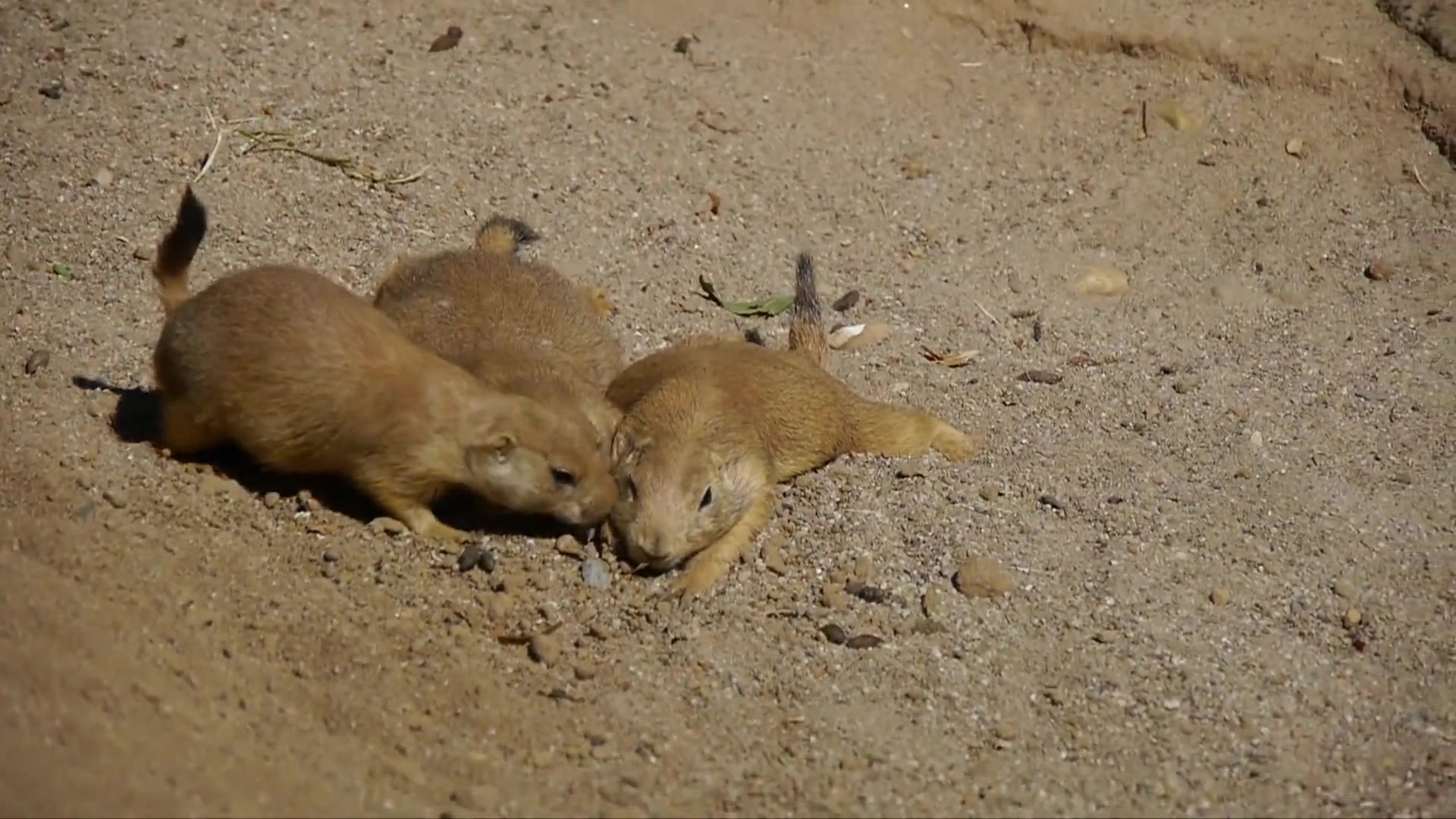 土拨鼠会不会生病,土拨鼠是人养的吗