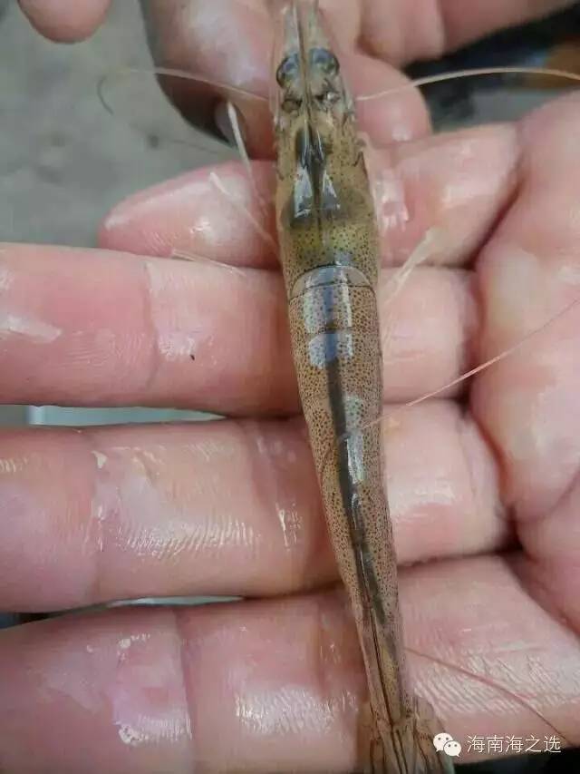 对虾肠炎是什么导致,对虾肠炎这几种处理方法你知道吗