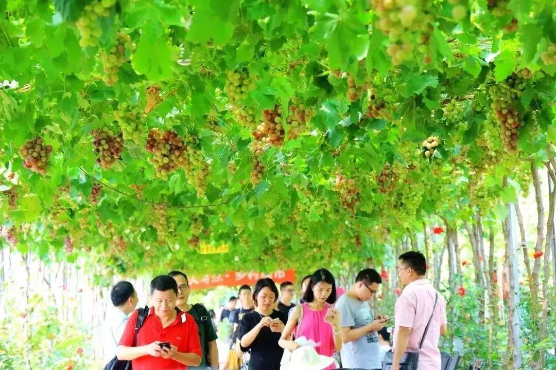 青白江哪里可以摘水果,青白江瓜果哪里买