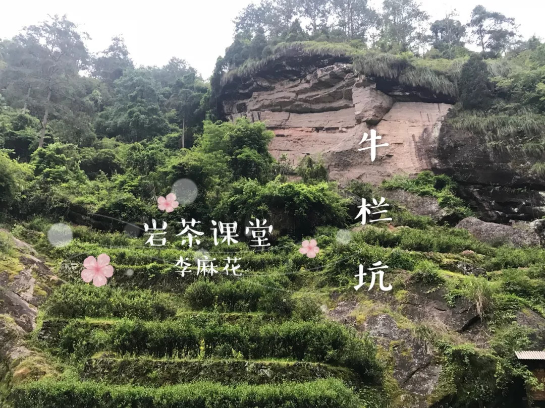 讲解朝花夕拾中的一个故事,朝花夕拾每一个故事的读书笔记