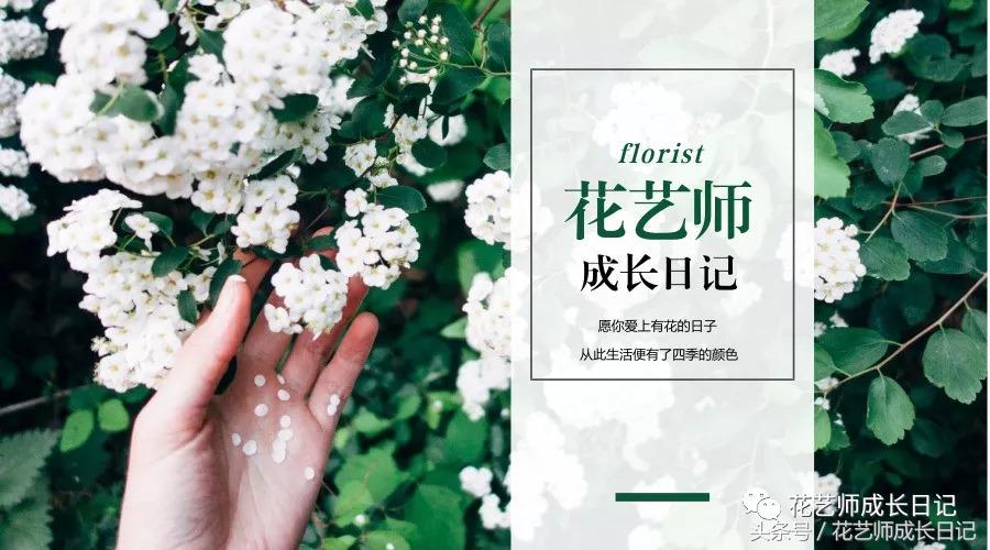水培睡莲种植养护要点有哪些,睡莲正确的养护方法