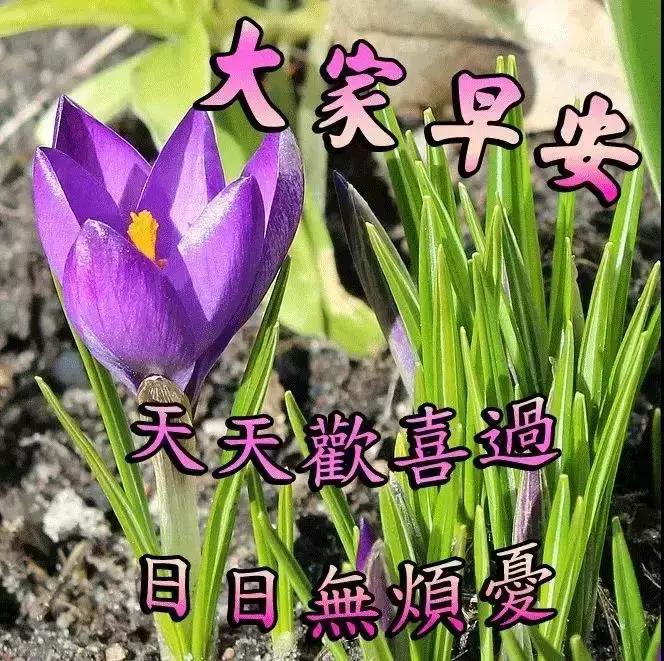 清晨第一缕阳光早安吉祥,清晨一声问候早安吉祥