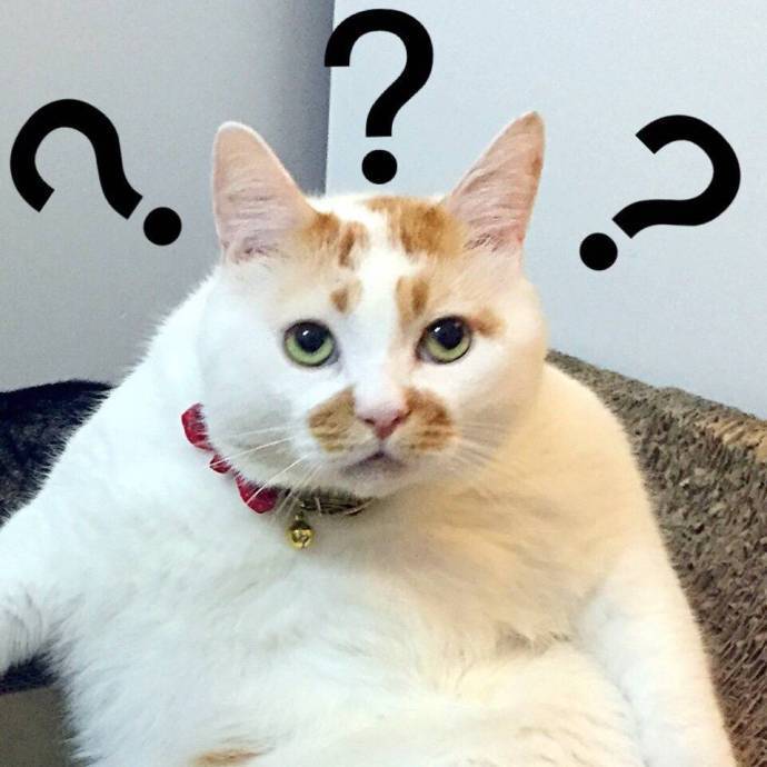 猫喜欢跟你睡枕头,猫喜欢和我睡说明什么