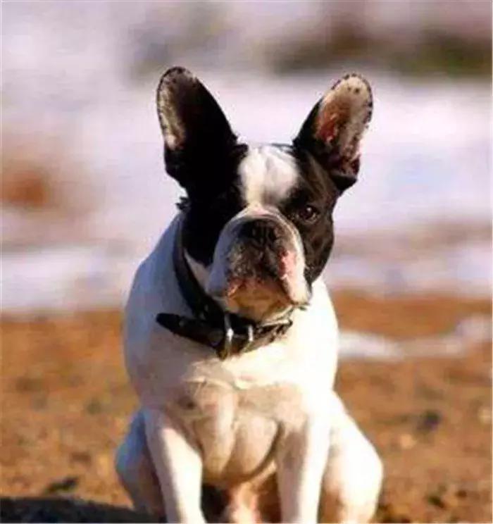 法牛洗澡没吹干,法牛洗澡的正确方法