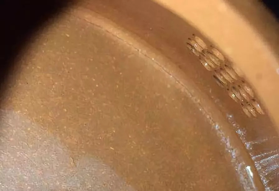 紫砂壶怎么开壶不会开裂啊,紫砂壶开裂是什么原因引起的