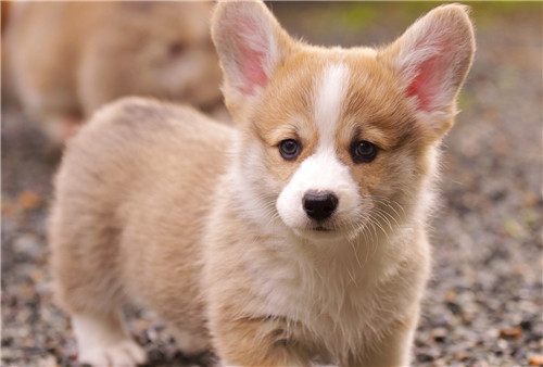 卫佳八和卫佳五建议打哪个,卫佳疫苗五联和八联的区别