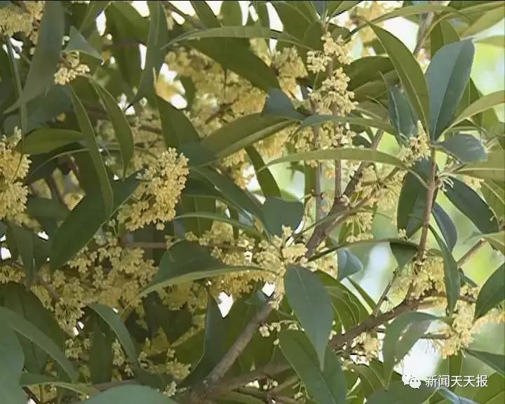 马边县鲜花,马边花海