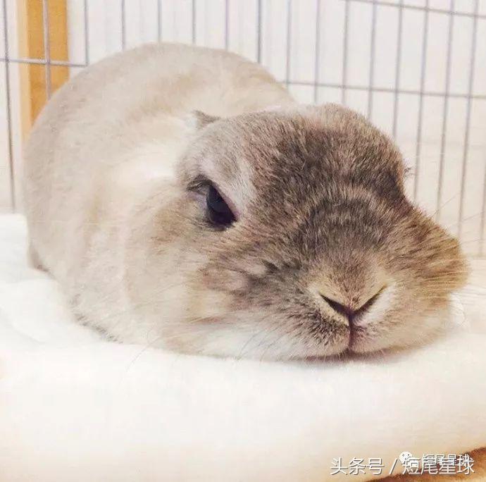 怎么驯服兔子让兔子变乖,兔子突然变乖是什么原因