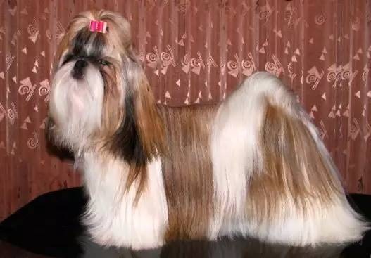 想养大型犬应该养什么品种,喜欢养小型犬的推荐哪些狗狗