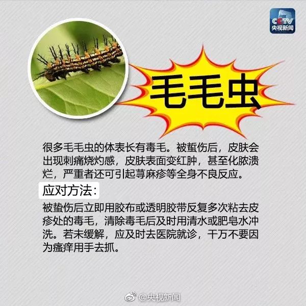 广西蚂蚁咬人事件,广西有种蚂蚁被咬全身痒