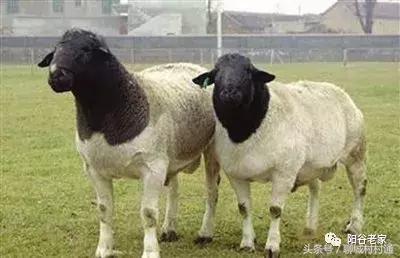 阳谷土特产有哪些,山东阳谷特产图片