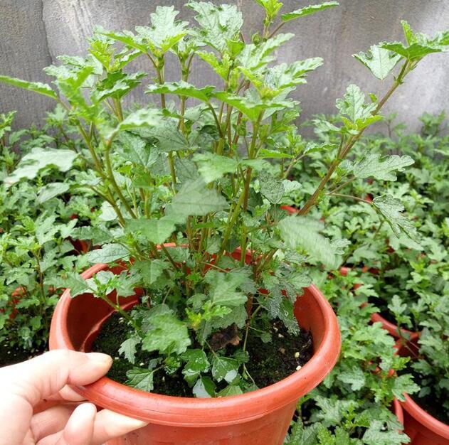 小木槿夏天怎么浇花,冬天小木槿在屋里怎么浇花