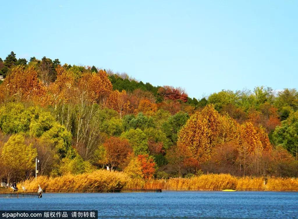 北京这些经典赏红叶地方景美路又顺！