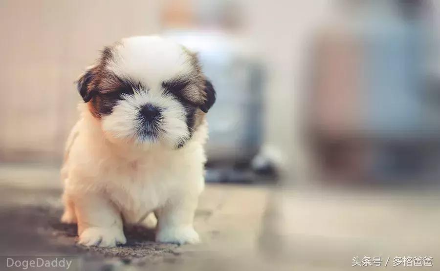 犬舍买狗需要注意什么问题和细节,买幼犬要注意哪些