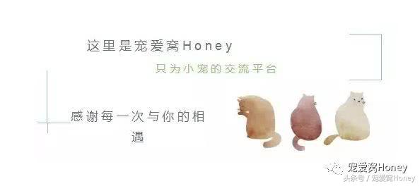 坎贝尔仓鼠品种分类大全,仓鼠比耶是什么品种