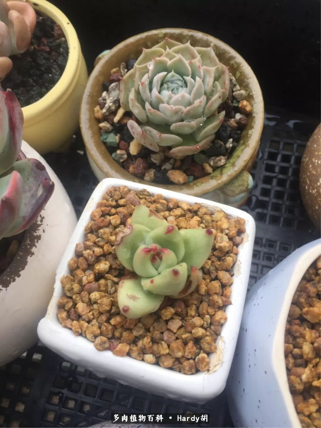 别人家的奶爸，别人家的多肉！一枚窗台*党**的多肉进阶之路！