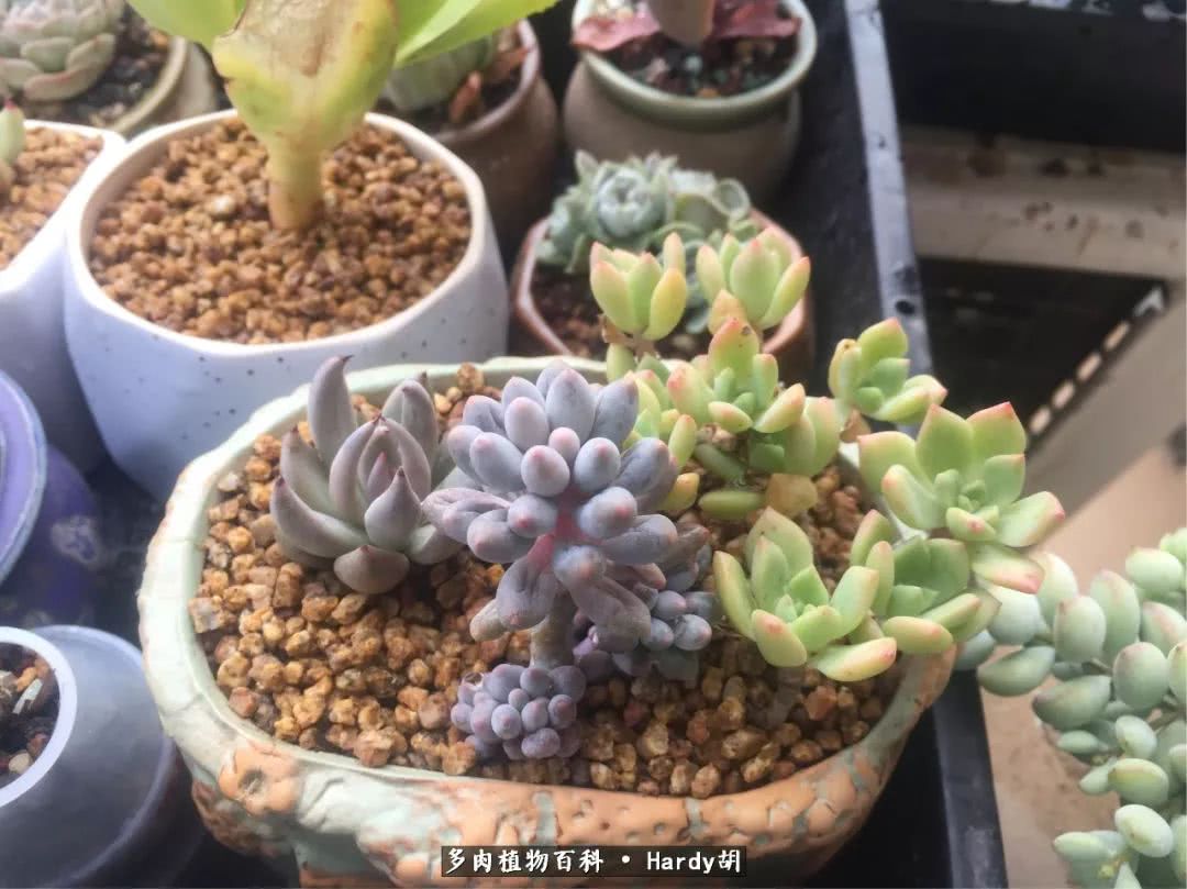 别人家的奶爸，别人家的多肉！一枚窗台*党**的多肉进阶之路！