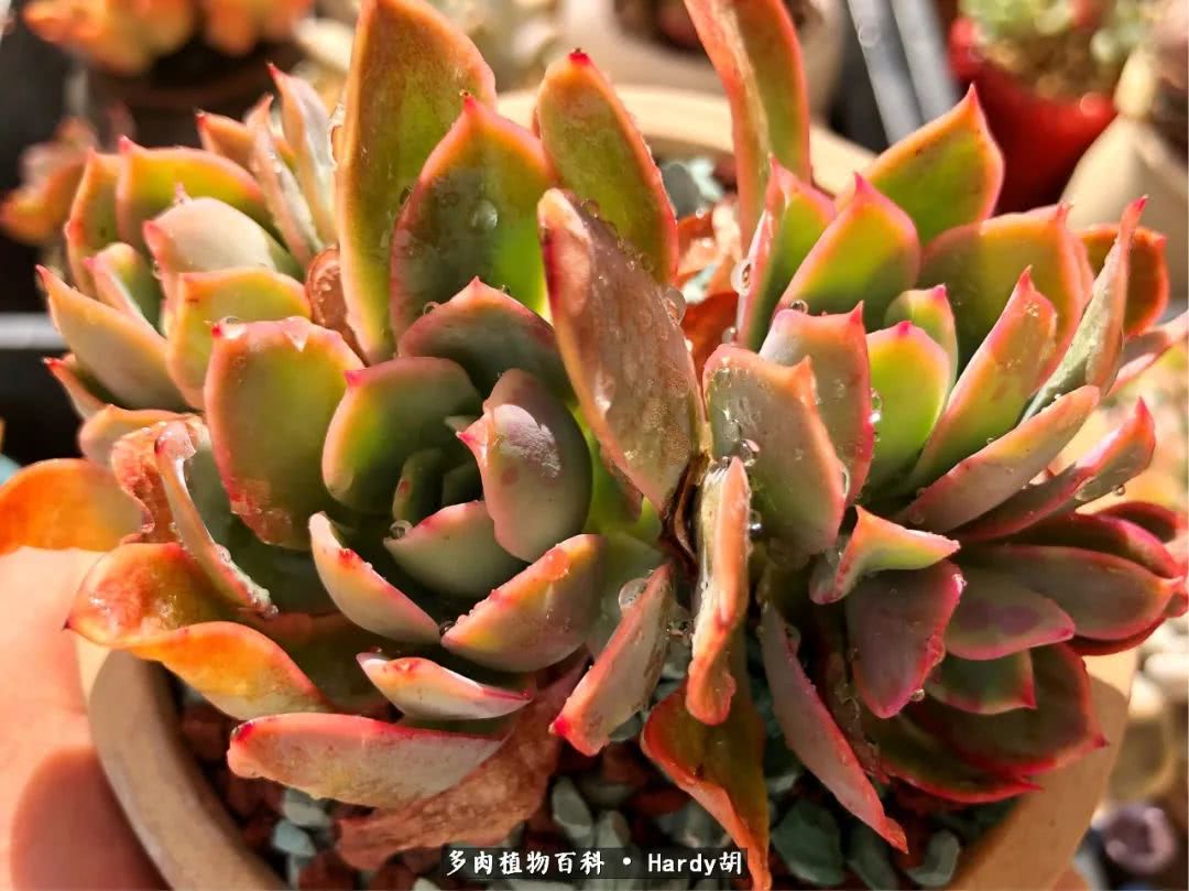 别人家的奶爸，别人家的多肉！一枚窗台*党**的多肉进阶之路！