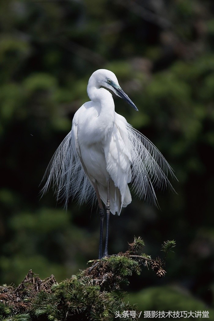 拍鸟的10个拍摄技巧,拍鸟摄影技巧和方法