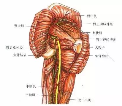 梨状肌综合征的治疗手法视频,梨状肌综合征治疗手法视频