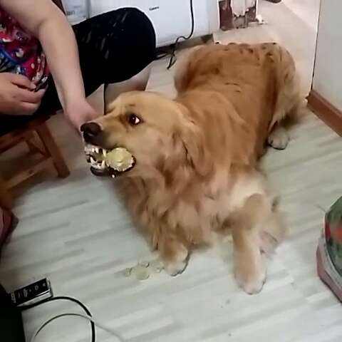 买金毛犬好还是买拉布拉多好,买金毛幼犬好还是比熊好