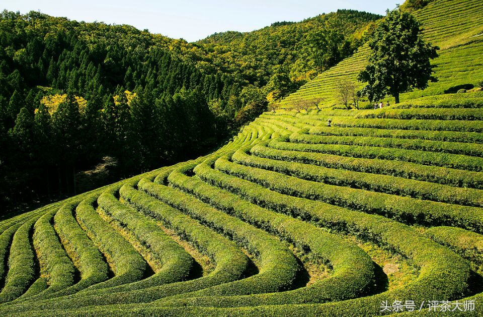 黄山毛峰茶叶怎么样好喝吗,黄山毛峰茶哪里的最好