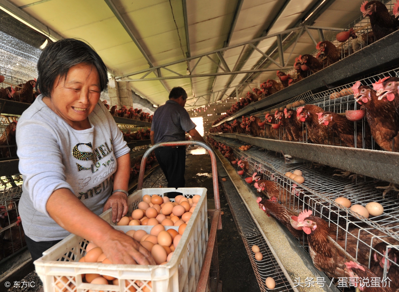 淘鸡涨价,淘鸡行情走势