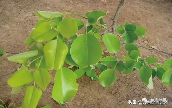 枫港柿和小叶紫檀哪个好,黑骨茶与枫港柿的区别