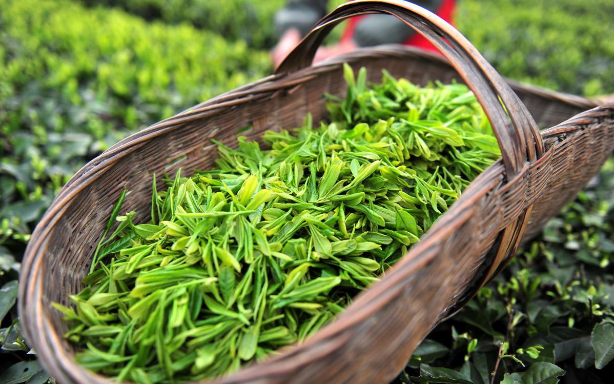 茶文化入门知识中国茶文化图解,一个中国茶的故事