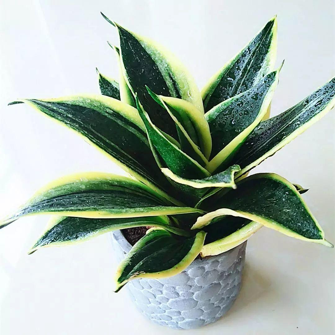 适合9月份养的绿植,四季最好养的10种花