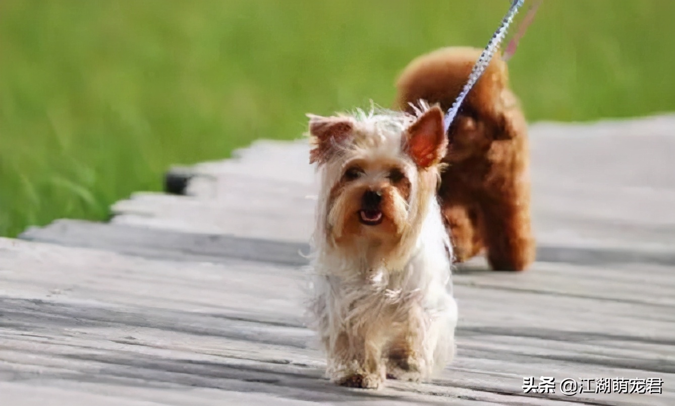 养狗一定不能让狗走在前面么,养狗不遛狗的后果