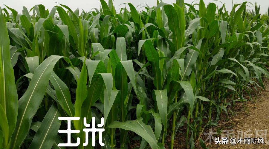 玉米打了控旺剂生长停滞了怎么办,玉米控旺药后几天恢复正常生长