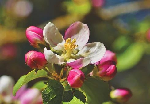 课文中国美食都有什么,语文课本中描述的美食