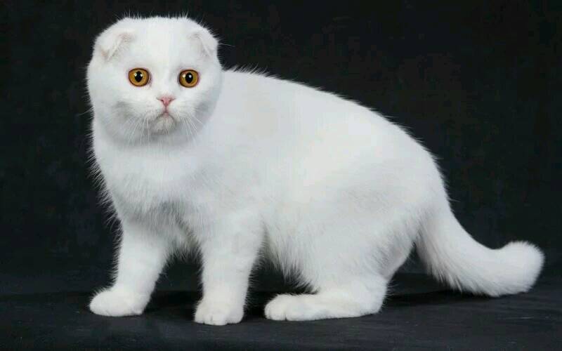 为什么说养猫的都是大户人家,养猫会暴露你的经济实力