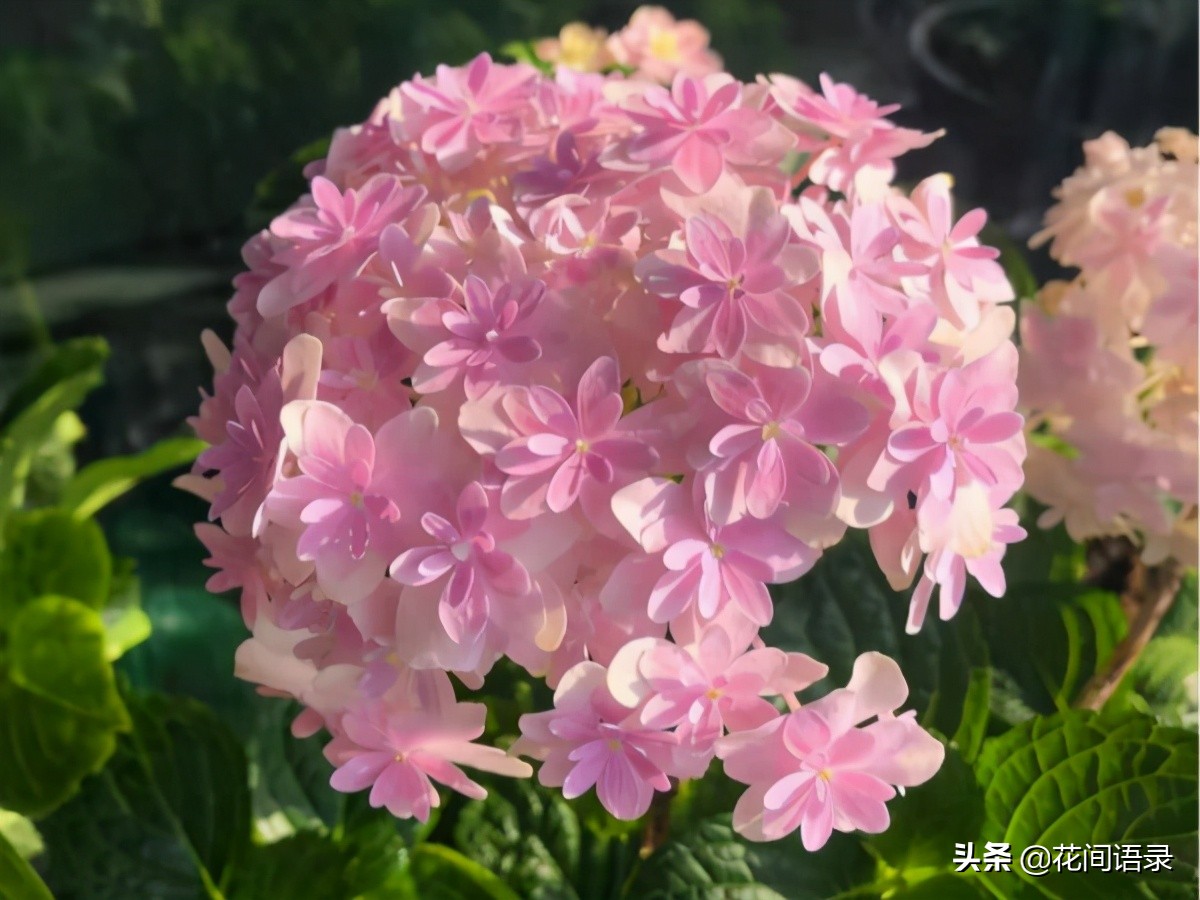 万花镜梦幻蓝调色,万华镜绣球花哪个颜色最好看