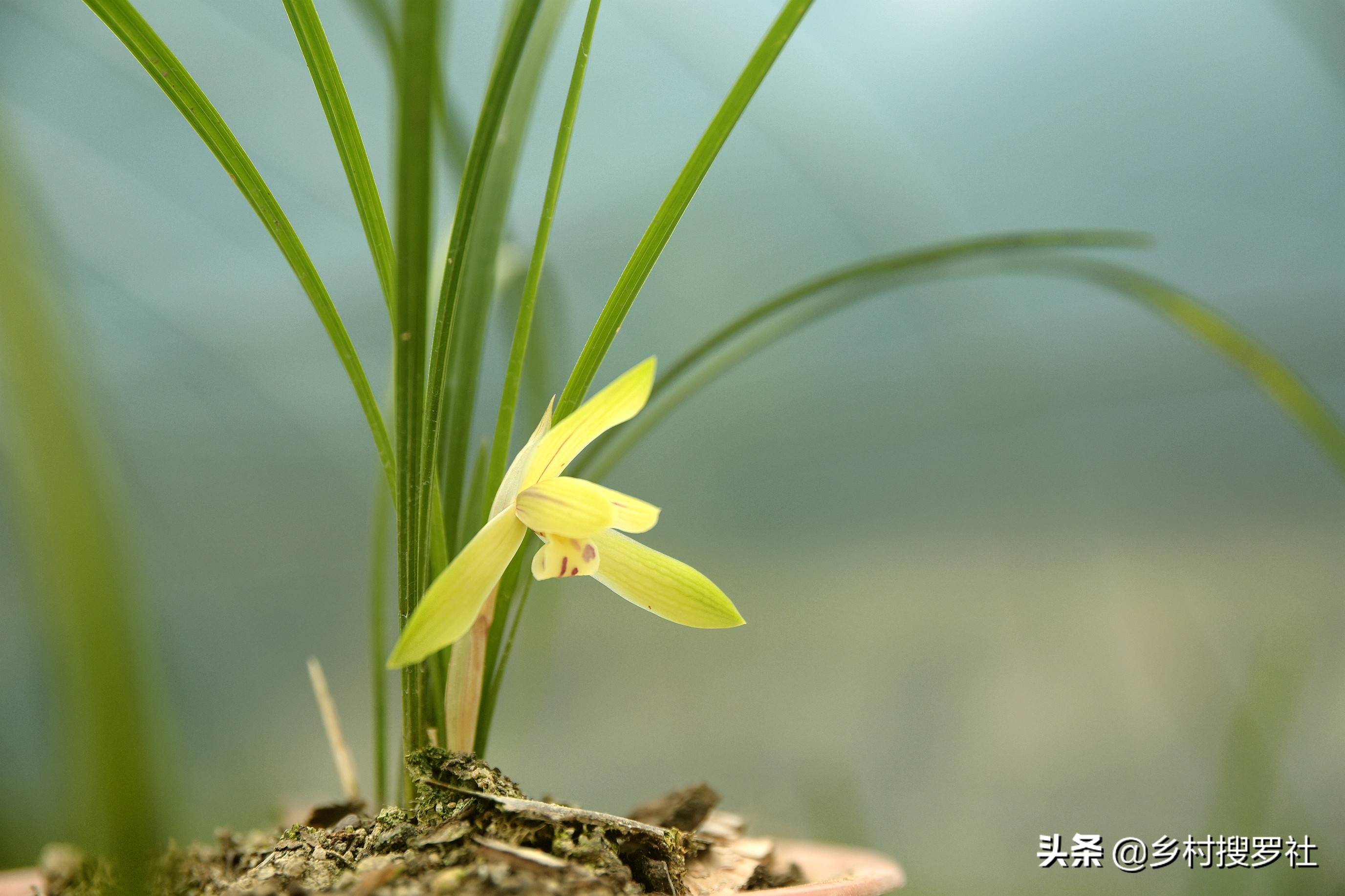 网购兰花预防消苞,网购兰花应注意什么