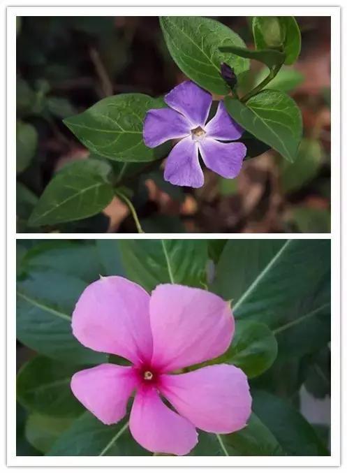 100种常见花卉资料大全,常见100种花卉介绍图片