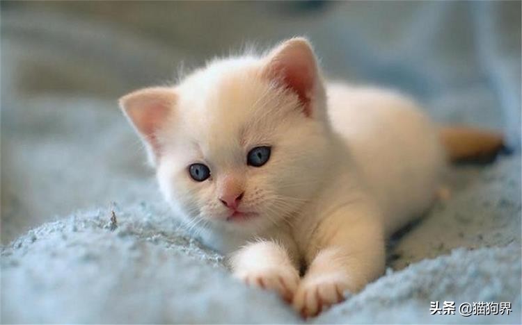 猫咪脱毛一坨一坨的掉是怎么回事,猫咪掉毛严重秃了好几块怎么办